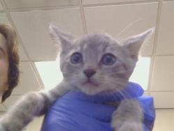 Shelter Stray Female Cat last seen MCKENZIE RD/TWINCITIES RD, 95632, 3839 Bradshaw Rd, Sacramento, CA 95827, USA
