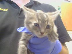 Shelter Stray Female Cat last seen MCKENZIE RD/TWINCITIES RD, 95632, 3839 Bradshaw Rd, Sacramento, CA 95827, USA