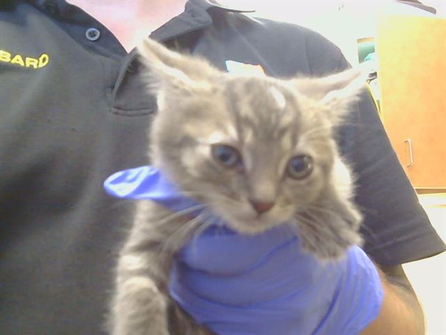 Shelter Stray Female Cat last seen MCKENZIE RD/TWINCITIES RD, 95632, 3839 Bradshaw Rd, Sacramento, CA 95827, USA