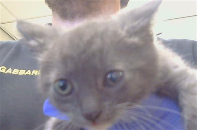 Shelter Stray Female Cat last seen MCKENZIE RD/TWINCITIES RD, 95632, 3839 Bradshaw Rd, Sacramento, CA 95827, USA