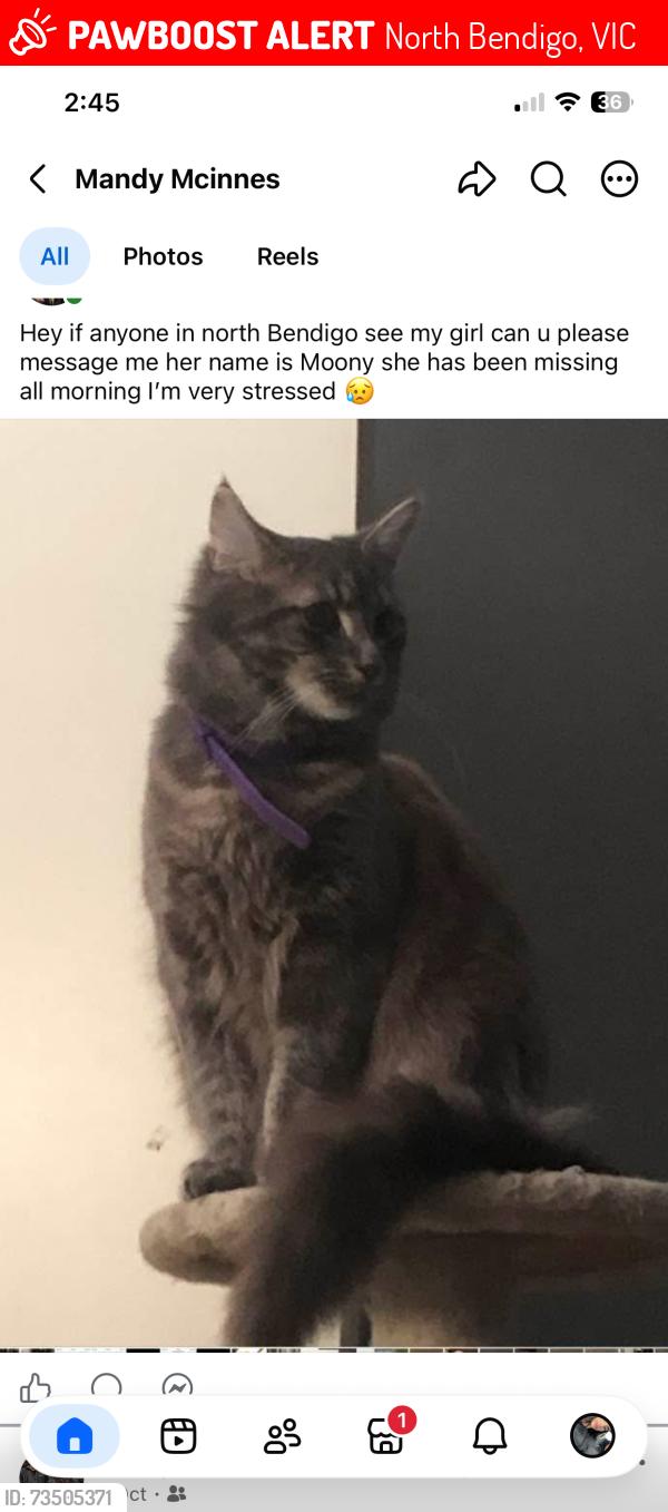 Lost Female Cat last seen North Bendigo, North Bendigo, VIC 3550