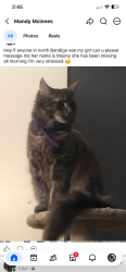 Lost Female Cat last seen North Bendigo, North Bendigo, VIC 3550