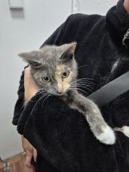 Found/Stray Female Cat last seen Sunset park, Brooklyn, NY 11220