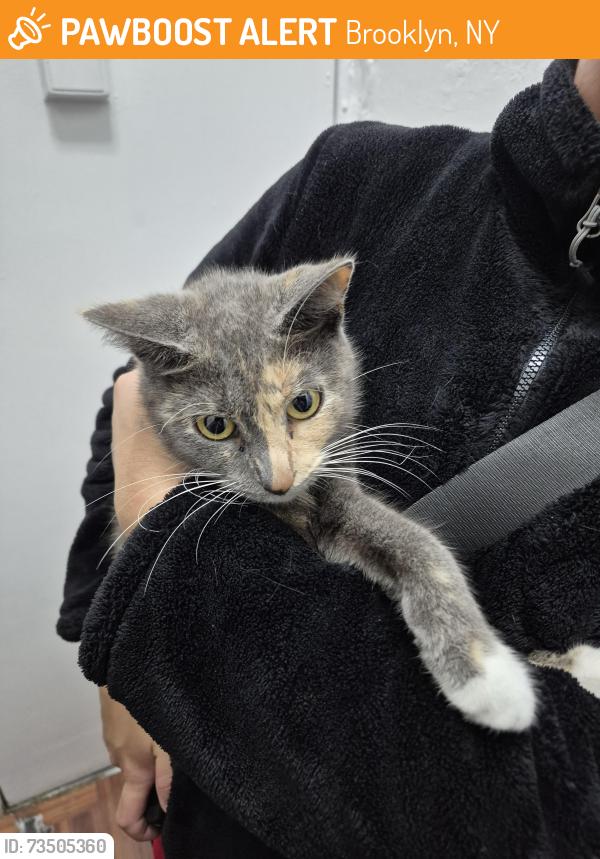 Found/Stray Female Cat last seen Sunset park, Brooklyn, NY 11220