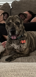 Lost Male Dog last seen Sunny Slope Drive, Cowpens, SC 29330