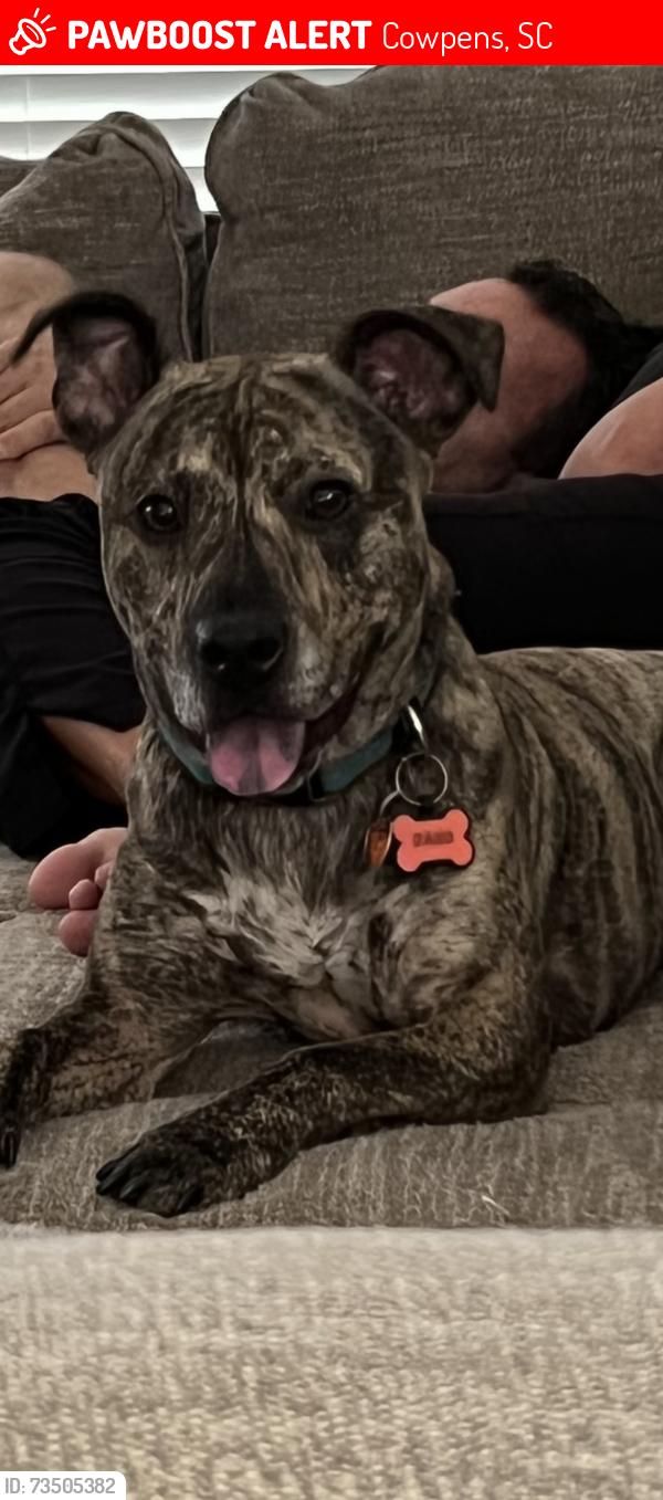 Lost Male Dog last seen Sunny Slope Drive, Cowpens, SC 29330