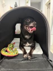 Found/Stray Male Dog last seen North Hamlin Avenue, Chicago, IL 60651