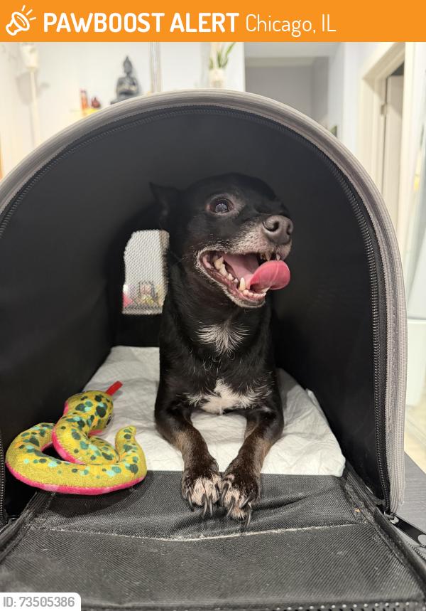 Found/Stray Male Dog last seen North Hamlin Avenue, Chicago, IL 60651