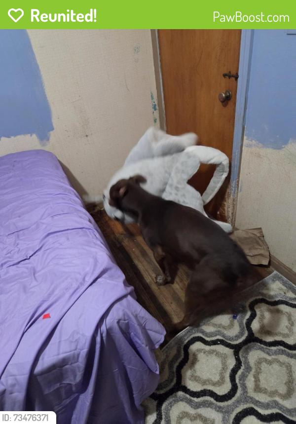 Reunited Male Dog last seen Douglas and nafzger park, Wichita, KS 67212