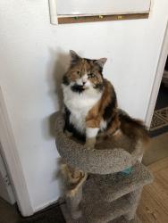 Reunited Female Cat last seen Northstar and Mesa Oro Dr (behind the mall), Victorville, CA 92392