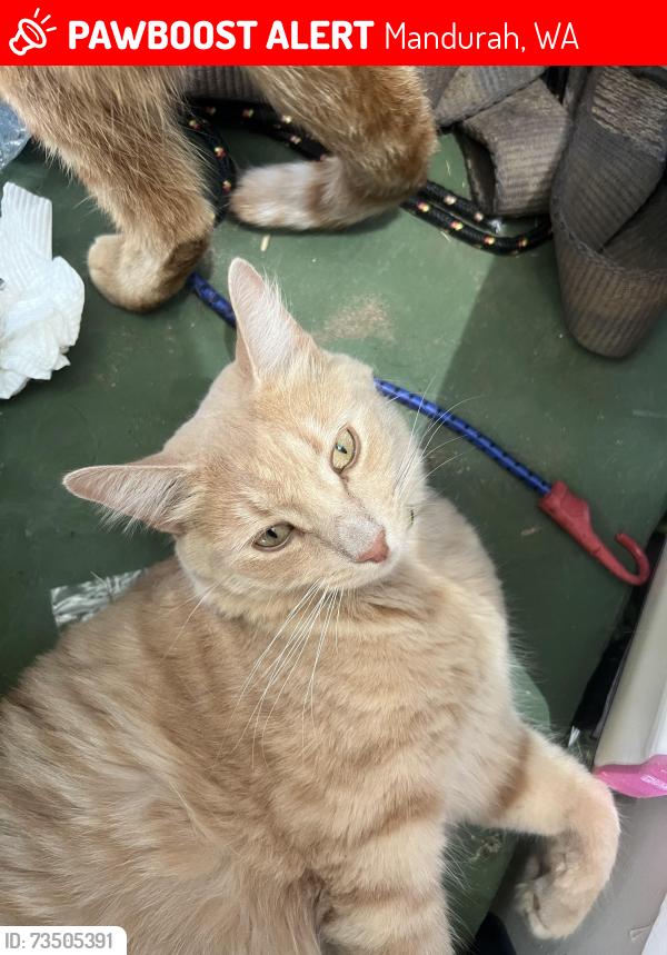 Lost Male Cat last seen Randell street, Mandurah, WA 6210