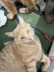Lost Male Cat last seen Randell street, Mandurah, WA 6210