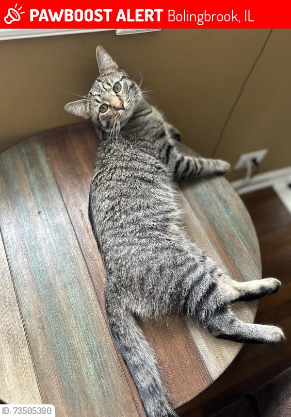 Lost Male Cat last seen Independence lm behind boughton ridge golf course, Bolingbrook, IL 60440