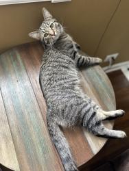 Lost Male Cat last seen Independence lm behind boughton ridge golf course, Bolingbrook, IL 60440