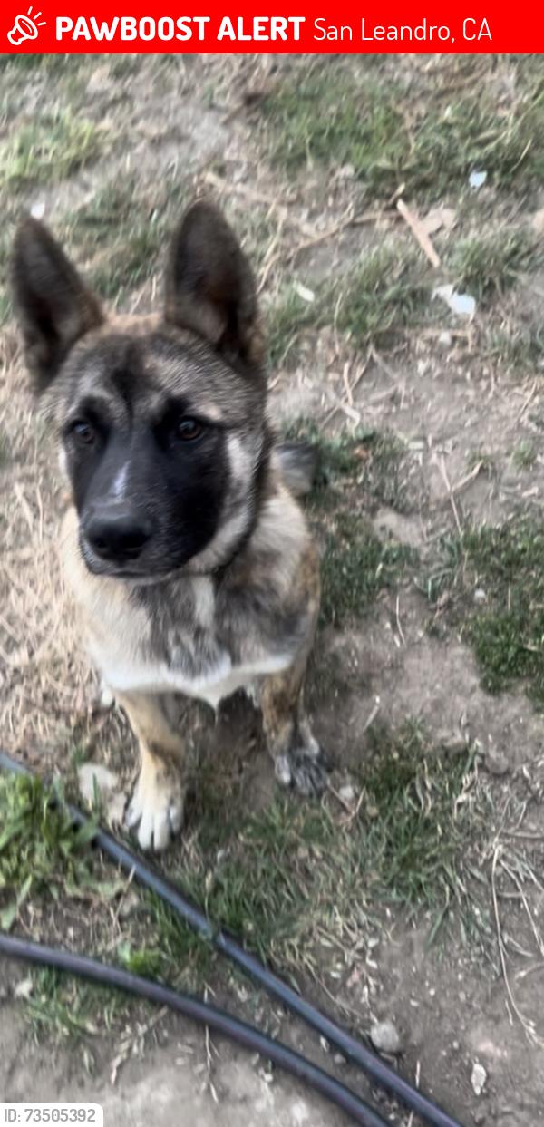 Lost Male Dog last seen San Leandro, San Leandro, CA 94579