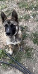 Lost Male Dog last seen San Leandro, San Leandro, CA 94579