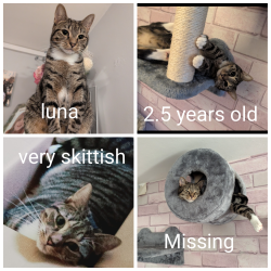 Lost Female Cat last seen Pillbox Walk Haywood village Weston super mare, North Somerset, England 