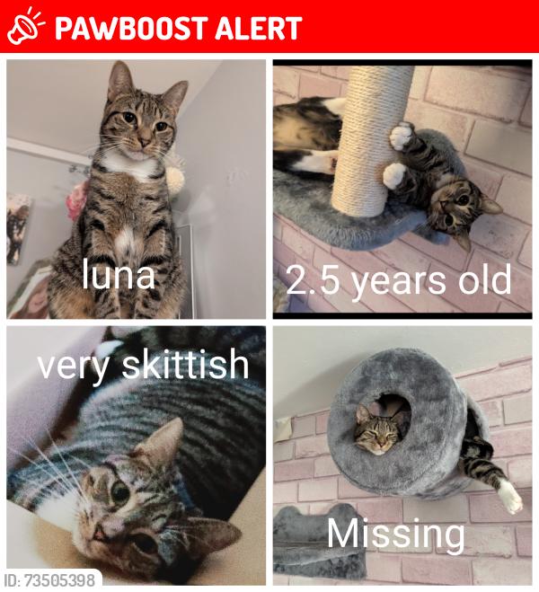 Lost Female Cat last seen Pillbox Walk Haywood village Weston super mare, North Somerset, England 