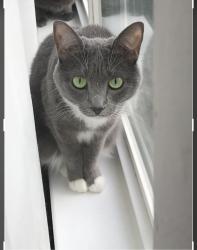 Reunited Female Cat last seen The woods on Spring Road and Ore Bank Road, York, PA 17406