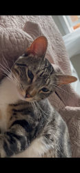 Lost Male Cat last seen Summers lane and SE 124, Clackamas, OR 97015