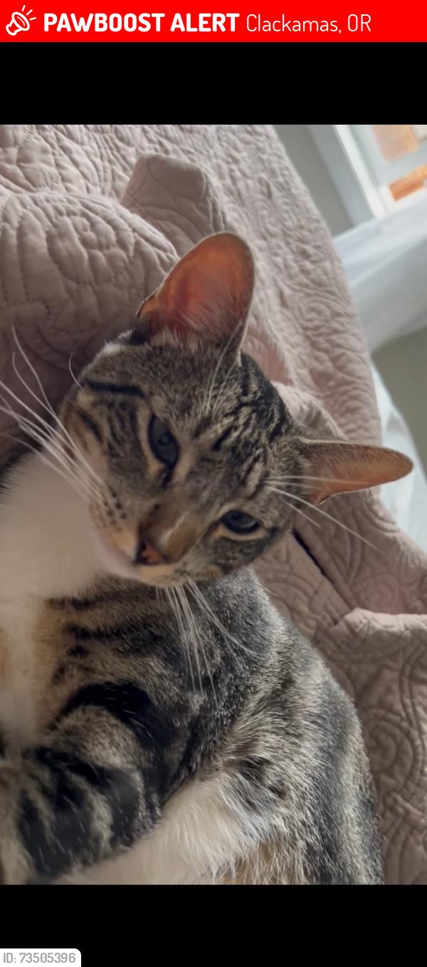 Lost Male Cat last seen Summers lane and SE 124, Clackamas, OR 97015