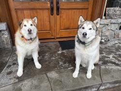 Reunited Male Dog last seen Village Center and Bastanchury, Yorba Linda, CA 92886
