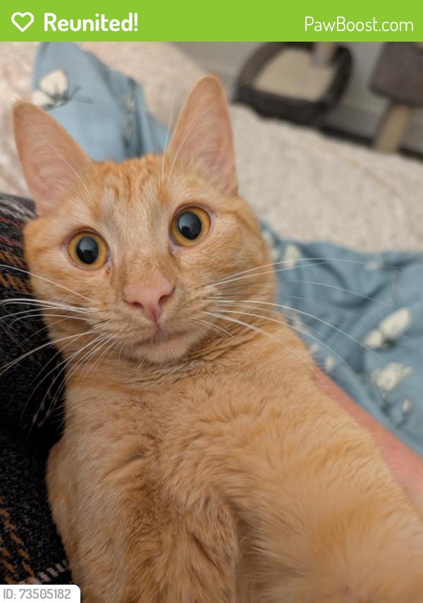Reunited Female Cat last seen Southwest Gracie St, 205th st, Aloha, OR 97006