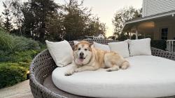 Reunited Male Dog last seen Village Center and Bastanchury, Yorba Linda, CA 92886