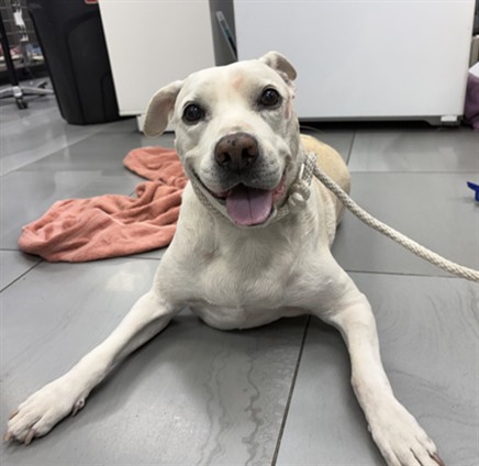 Shelter Stray Male Dog last seen , 216 W Victoria St, Gardena, CA 90248, USA