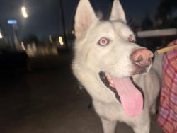 Lost Male Dog last seen big red, Westmont, CA 90044