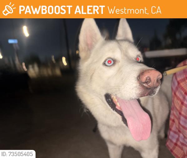 Lost Male Dog last seen big red, Westmont, CA 90044