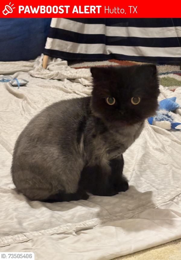 Lost Female Cat last seen Riverwalk, Hutto, TX 78634