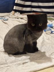 Lost Female Cat last seen Riverwalk, Hutto, TX 78634