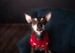 Reunited Male Dog last seen Tyson Ave, Abington, PA 19001