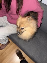 Found/Stray Male Dog last seen 16th & 2nd street, Minneapolis, MN 55413