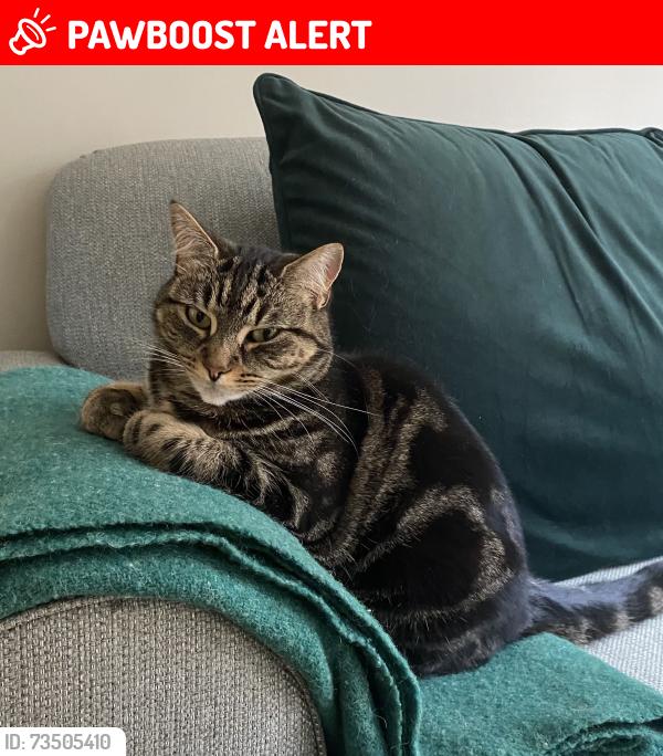 Lost Female Cat last seen Waverley Park, Shawlands, Scotland G41 3QZ
