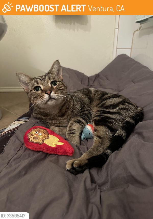 Found/Stray Unknown Cat last seen Brentwood and De Paul St., Ventura, CA 93003