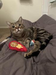 Found/Stray Unknown Cat last seen Brentwood and De Paul St., Ventura, CA 93003