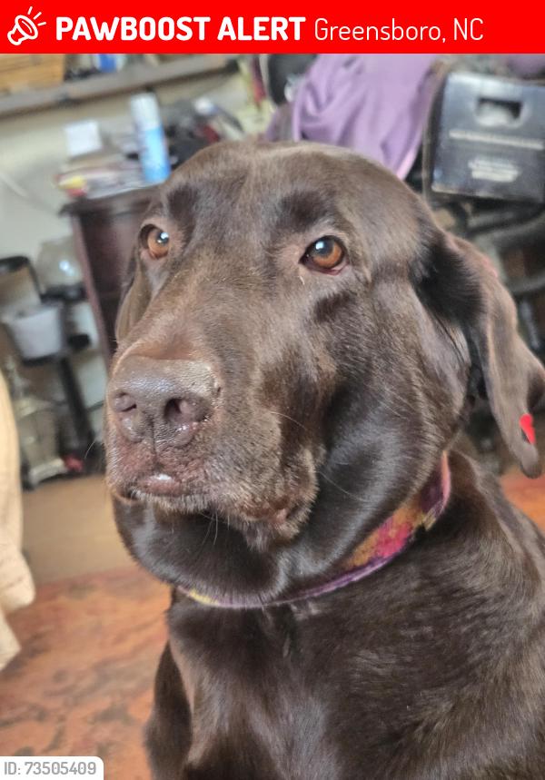 Lost Female Dog last seen Last location Westside street in Greensboro, Greensboro, NC 27405
