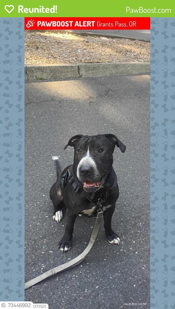 Reunited Male Dog last seen Near whereHwy 1 meets I-10, Santa Monica, CA 90401