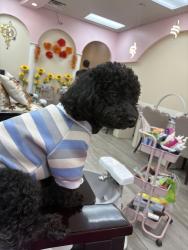 Lost Female Dog last seen Near cypress club Trl Austell Ga 30106, Austell, GA 30106