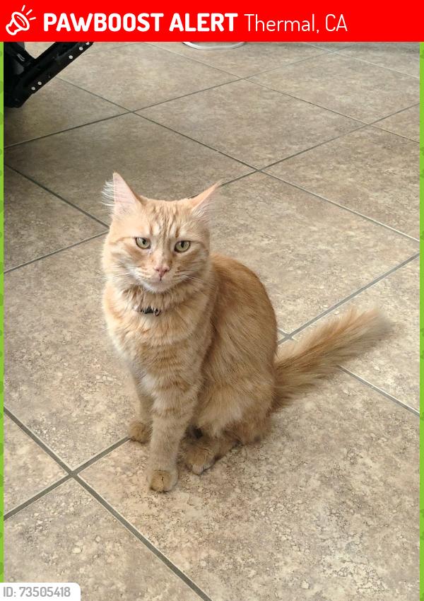 Lost Male Cat last seen Catalina St, Thermal, CA 92274