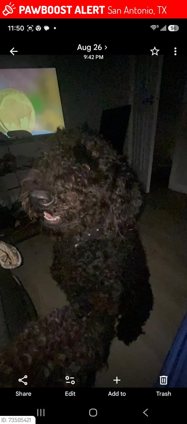 Lost Male Dog last seen Zazamora, San Antonio, TX 78207