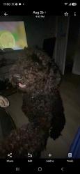 Lost Male Dog last seen Zazamora, San Antonio, TX 78207
