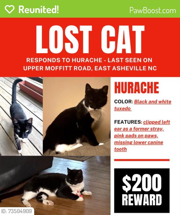 Reunited Male Cat last seen moffitt and upper moffitt rd off tunnel near the va housing, Asheville, NC 28805