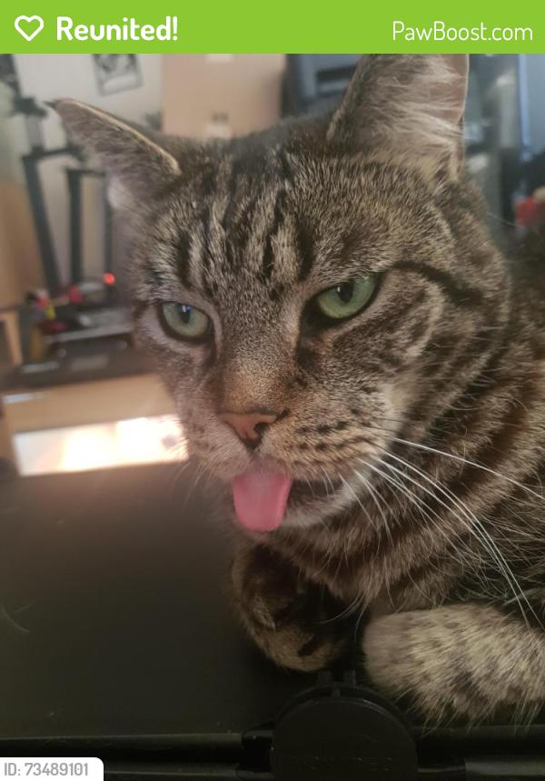 Reunited Male Cat last seen Block 38 Granville road, Berkshire, England 