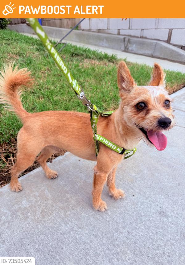 Found/Stray Male Dog last seen Garfield and Florida, Huntington Beach, CA 92648