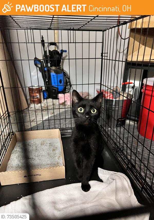 Found/Stray Female Cat last seen Evanston Acadamy, Cincinnati, OH 45207