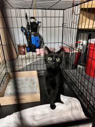 Found/Stray Female Cat last seen Evanston Acadamy, Cincinnati, OH 45207