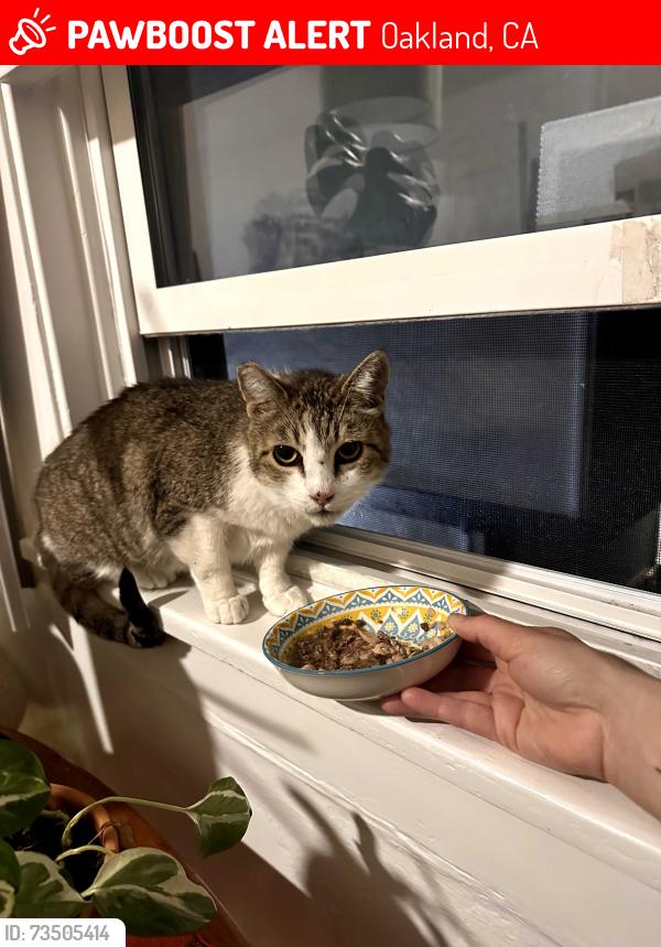 Lost Female Cat last seen 3rd Street, Oakland, CA 94612